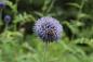 Preview: Echinops ritro | Kugeldistel